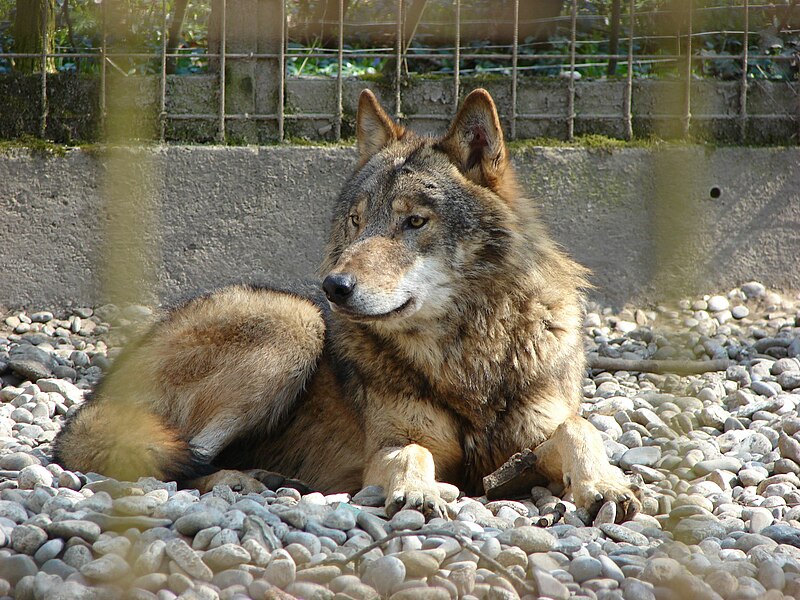 800px-Canis_lupus_Stadt_Haag_zoo_01.jpg