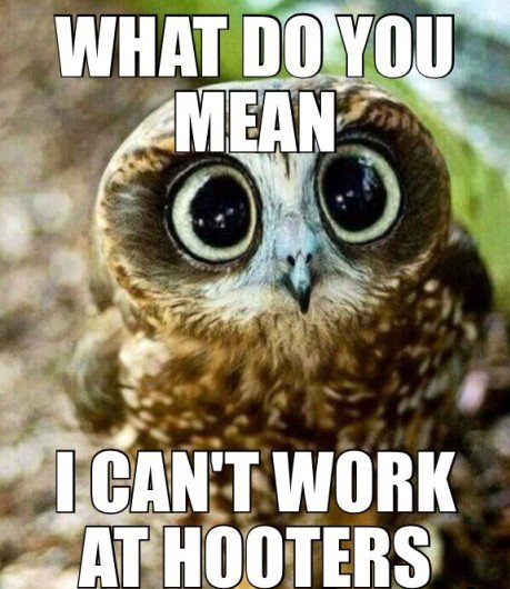 funny-owl-hooters-work.jpg