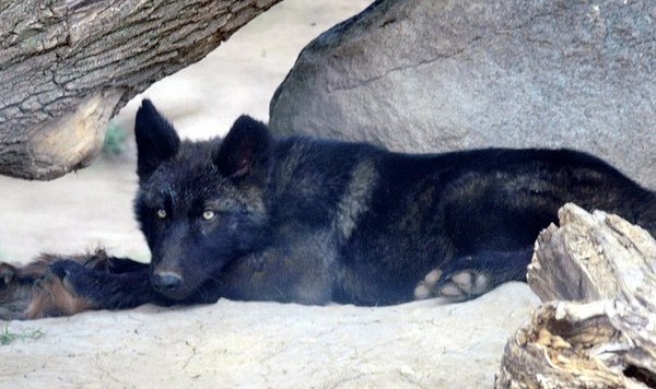 black-wolf-pup-800x600-cropped.jpg