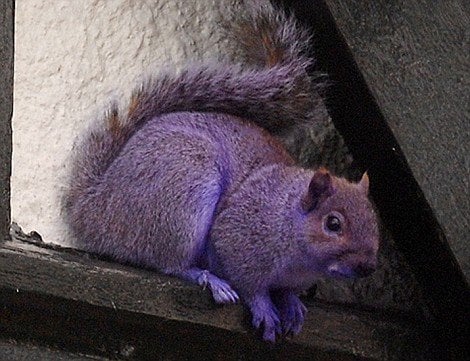 Purple-Squirrel-1.jpg