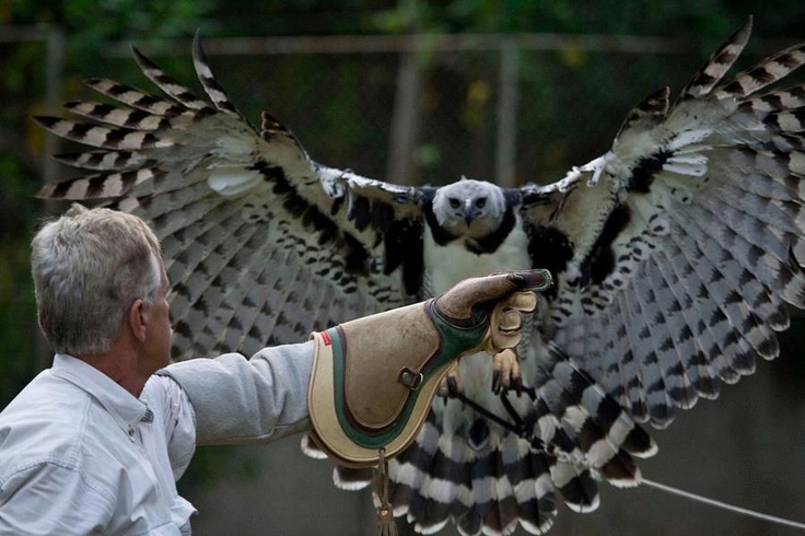 Harpy-Eagle-Wingspan.jpg
