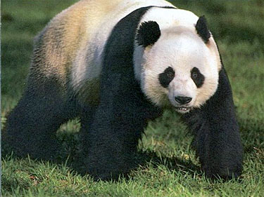 giant_panda_bear03.jpg