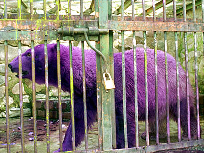Purple%20Polar%20Bear.jpg