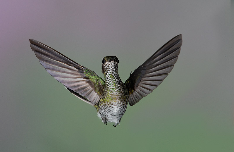 hummingbird-wings-spread-facing-foward-_v5w1331-canopy-tower-panamac.jpg
