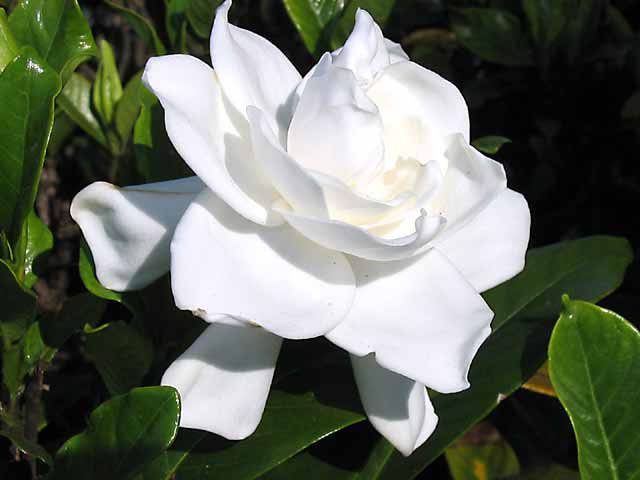 Gardenia-beauty.jpg