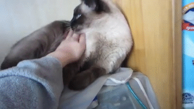 adorable-siamese-cat-demands-attention.gif
