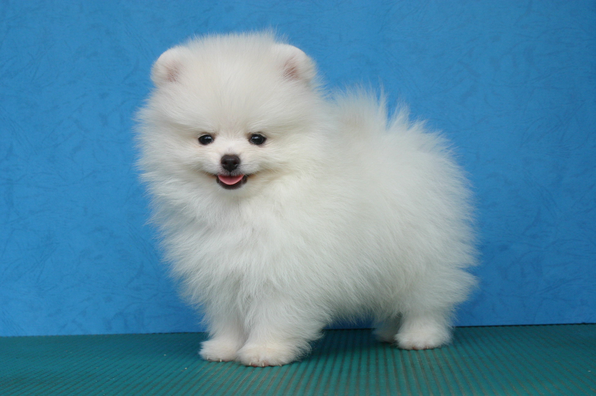 Pomeranian-Puppy.jpg