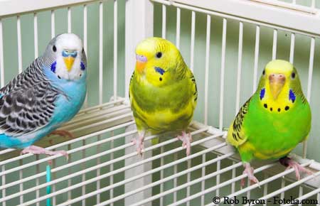 parakeet-cages.jpg
