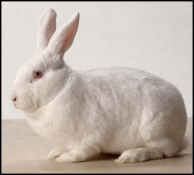 new-zealand-white-rabbit.jpg