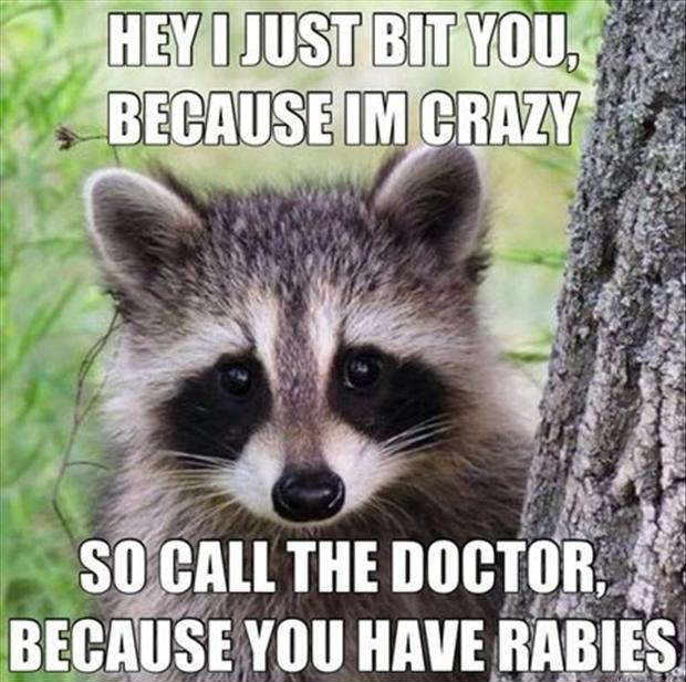 funny-animal-hey-i-just-met-you-and-this-is-crazy-meme.jpg