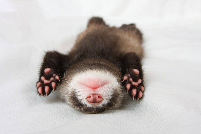ferret-surrender-letting-go-cute-animals.jpg