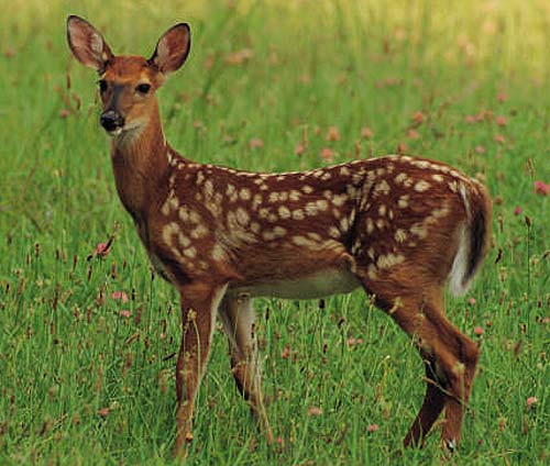 spotted-deer.jpg