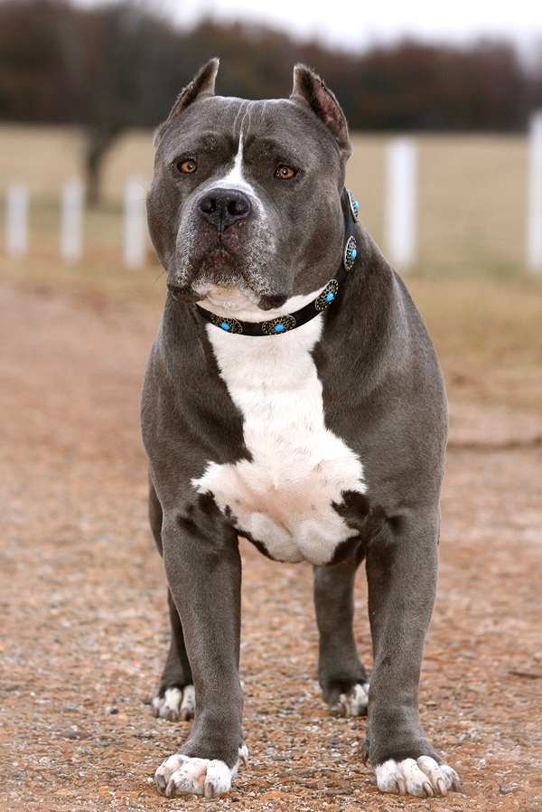pitbull-special33bluestones-dog-leather-collar-c103-2.jpg