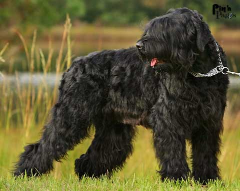 Black-Russian-Terrier-muzzle-Black-Russian-Terrier.jpg