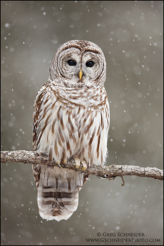 barred-owl-heavy-snow_4971.jpg