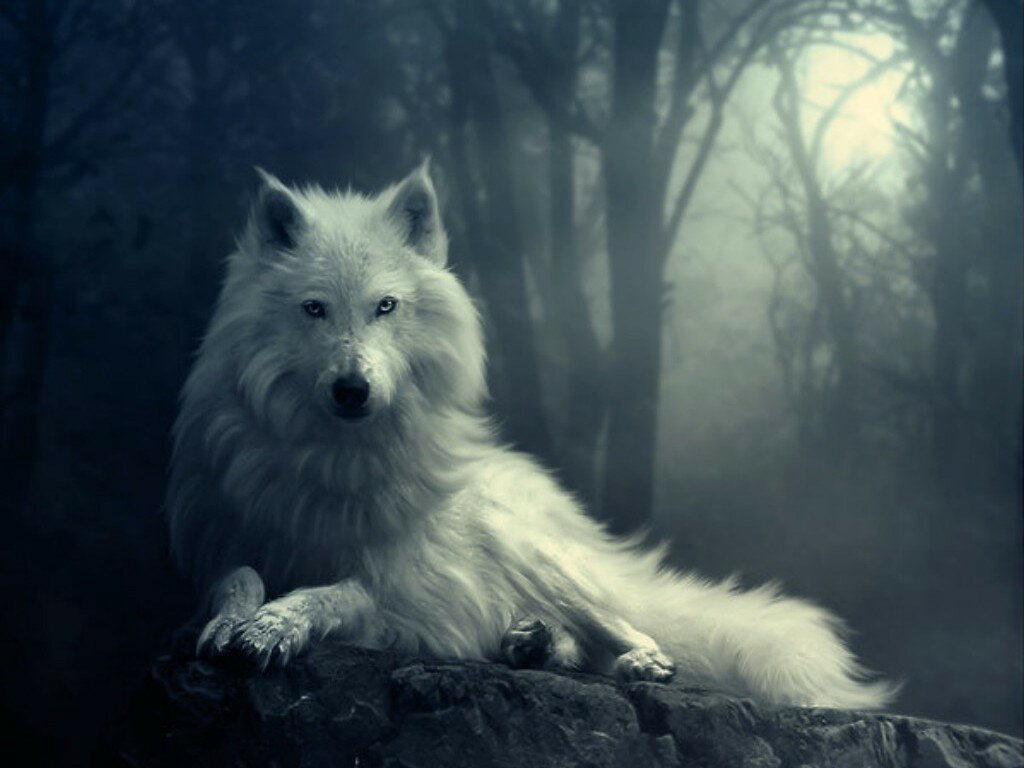 wolf-wallpapers-free-download-incredible-hd-widescreen-wallpapers-of-wolf.jpg