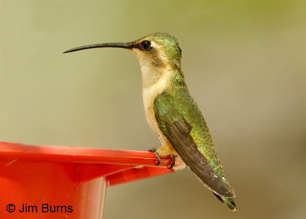 Lucifer-Hummingbird-female-.jpg