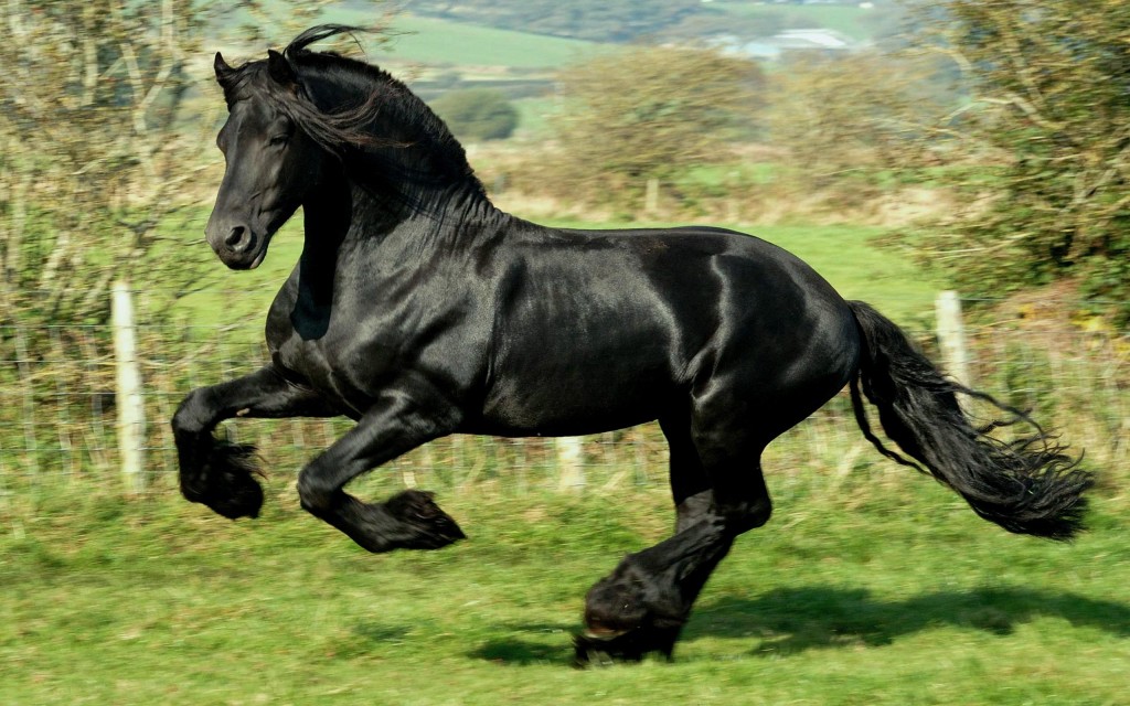 Black-horse.jpg