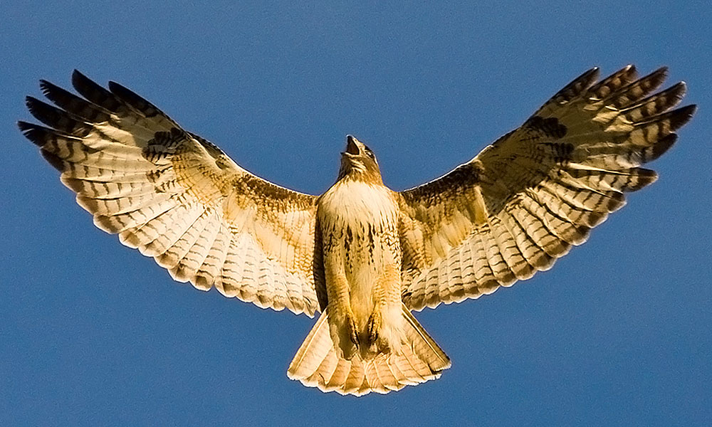 red-tailed-hawk-wings.jpg