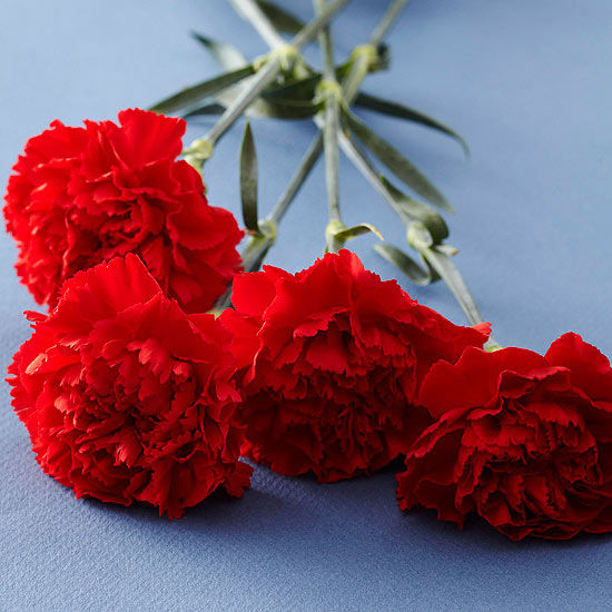 60256-Red-Carnations.jpg