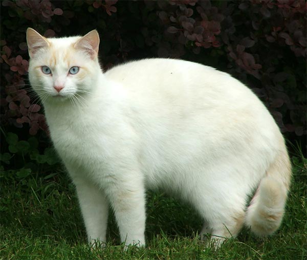 cat-beautiful-white.jpg