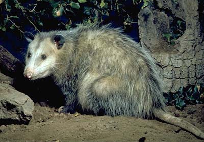 virginia_opossum.jpg