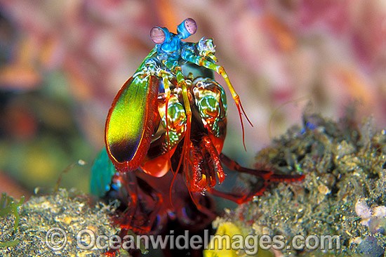 mantis-shrimp-24M0466-15.jpg