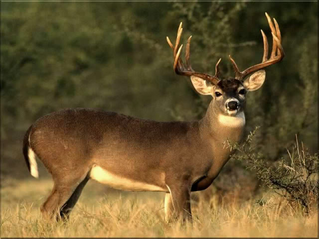 deer-buck-photobucket.jpg