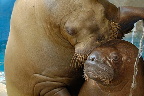 baby-walrus-kissed-by-mother.jpg