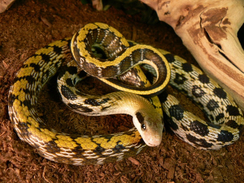 Beauty-Rat-Snakes.jpg