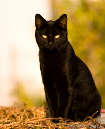 black-cat.jpg