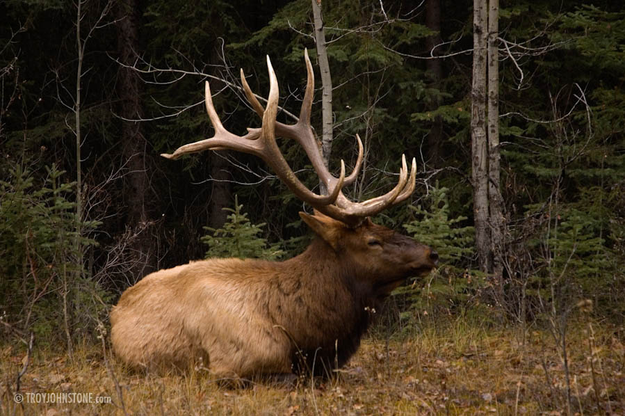 TWJ_wildlife__Elk_antlers_Banff.jpg