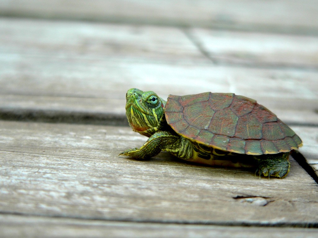 Adorable-Tiny-Turtles-Are-Salmonella-Sources-1024x768.jpg
