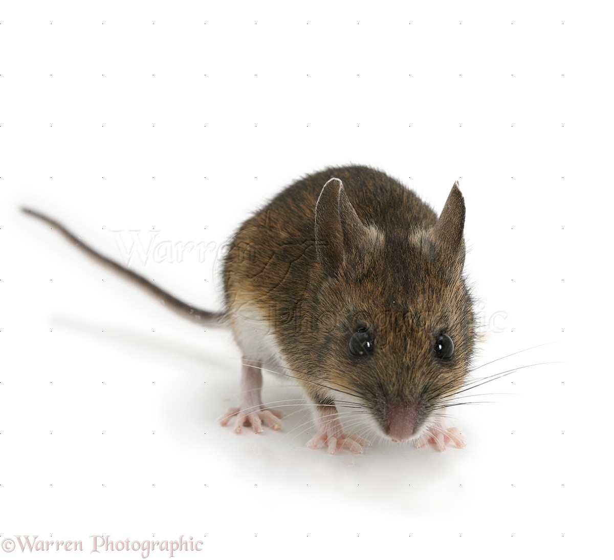15032-Long-tailed-Field-Mouse-white-background.jpg