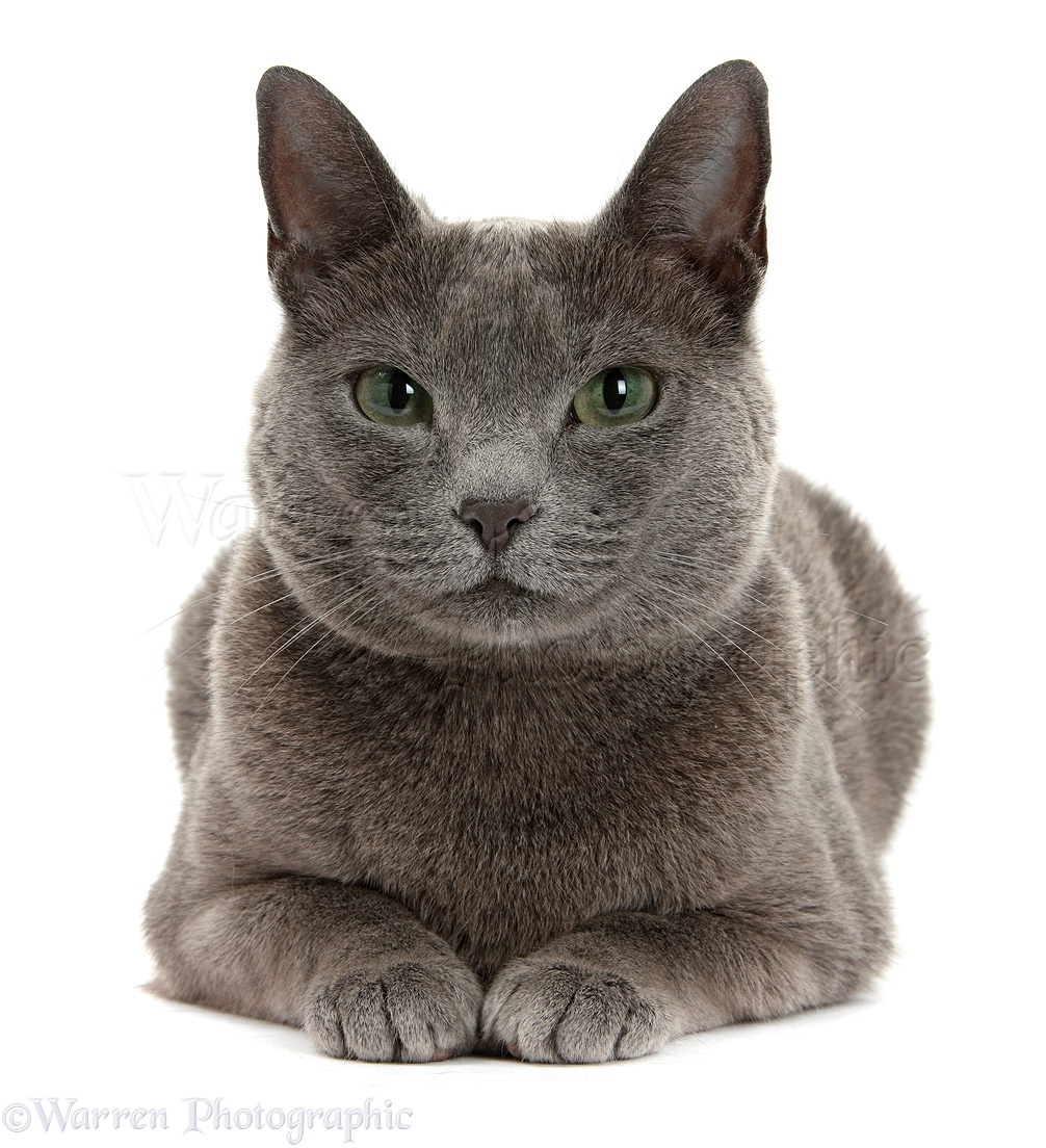35972-Russian-Blue-female-cat-with-green-eyes-white-background.jpg