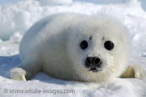 cute-baby-harp-seal-gulf-of-st-lawrence-357.jpg
