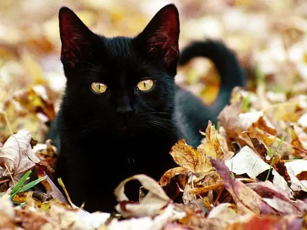 lovely-majestic-eyes-cat.jpg