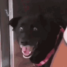 Shocked Dog GIFs | Tenor