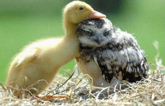 duckling-and-baby-owl.jpg