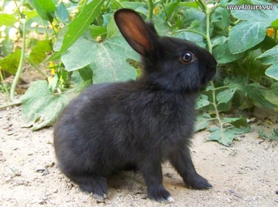 rabbit-black_113748355.jpg