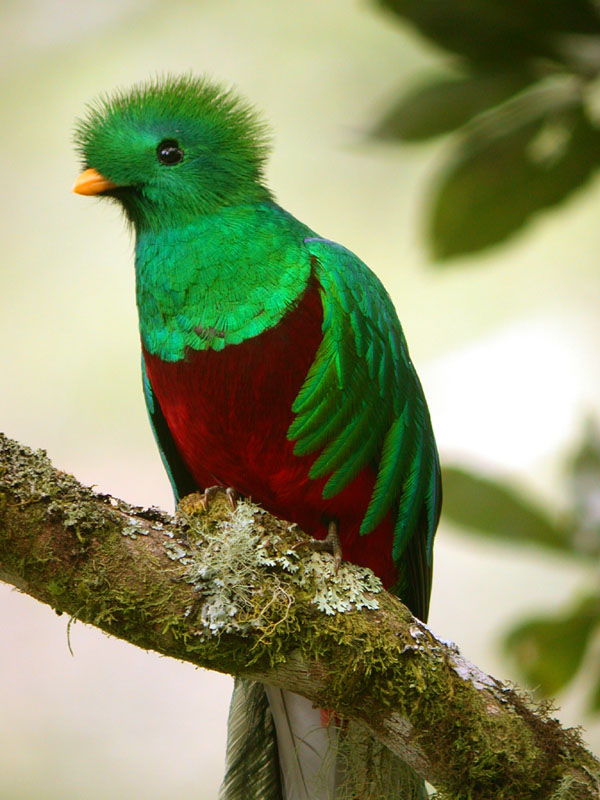 resplendent_quetzal1.jpg
