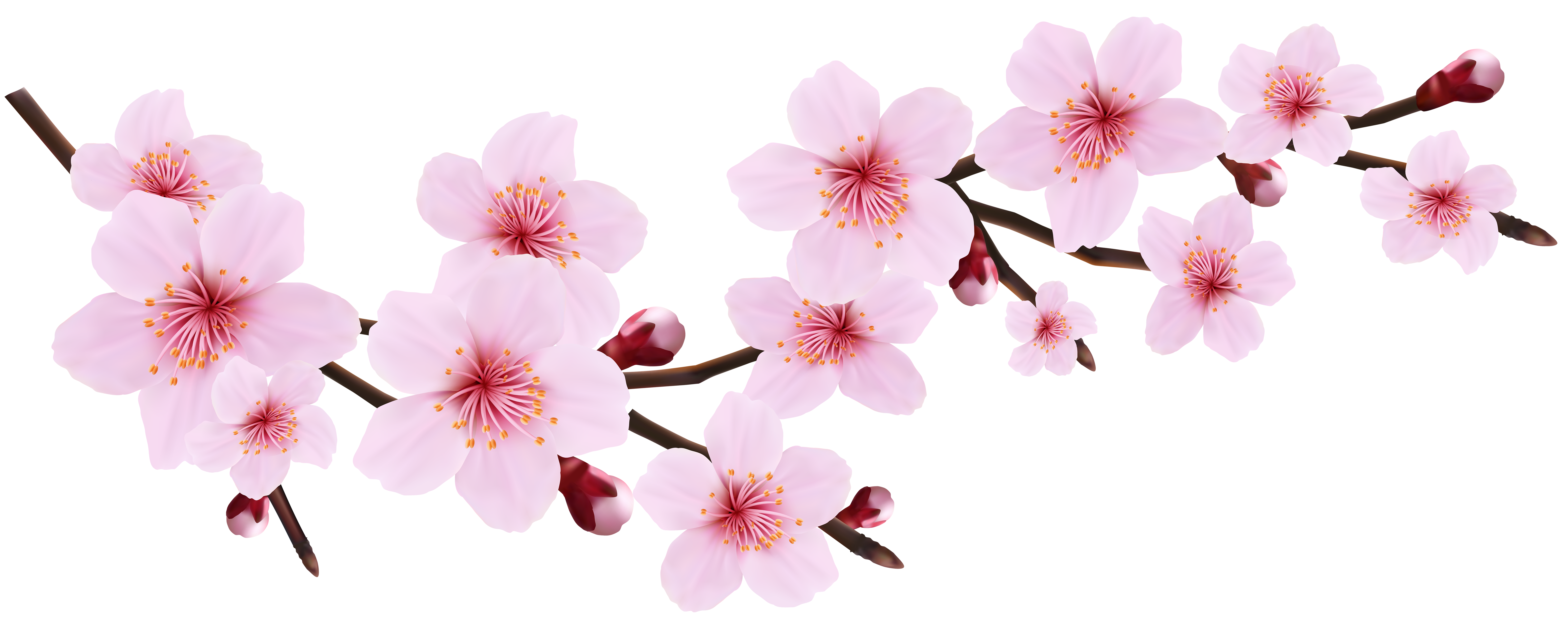 Blossom_Spring_Pink_Twig_Transparent_PNG_Clip_Art_Image.png