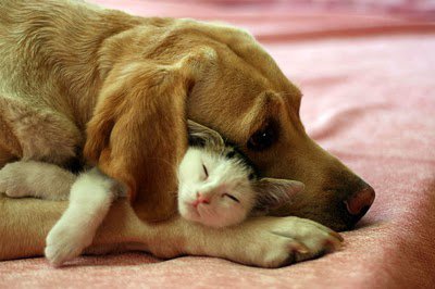dog-and-cat-hug.jpg