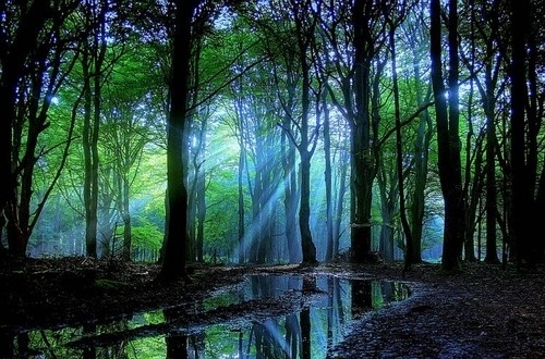 sun-rays-forest-trees-lake-beautiful-place-nature_large.jpg