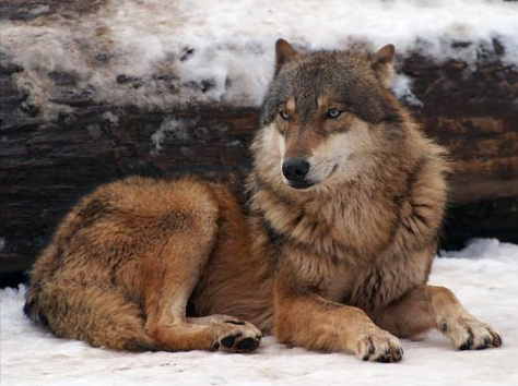 beautiful-wolf-4.jpg