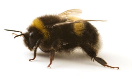 A-Bumblebee-007.jpg