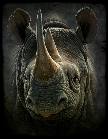 black-rhino-700x655.jpg