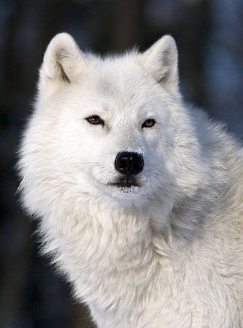 0beed7b57e563d715fcd33d4fd7a52a2--white-wolves-wolf-spirit.jpg