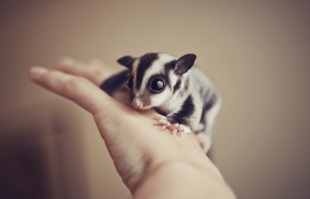 Are-Sugar-Gliders-Good-Pets-1.png