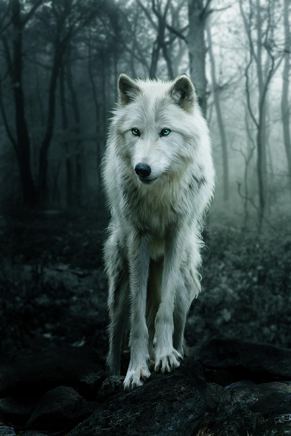 the-white-wolf-julie-l-hoddinott.jpg